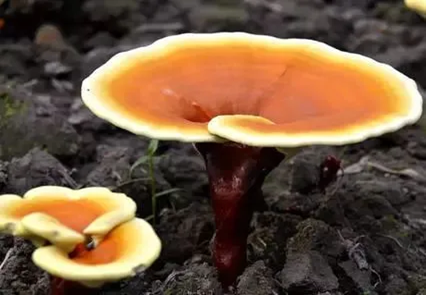灵芝多糖的心肌保护机制研究